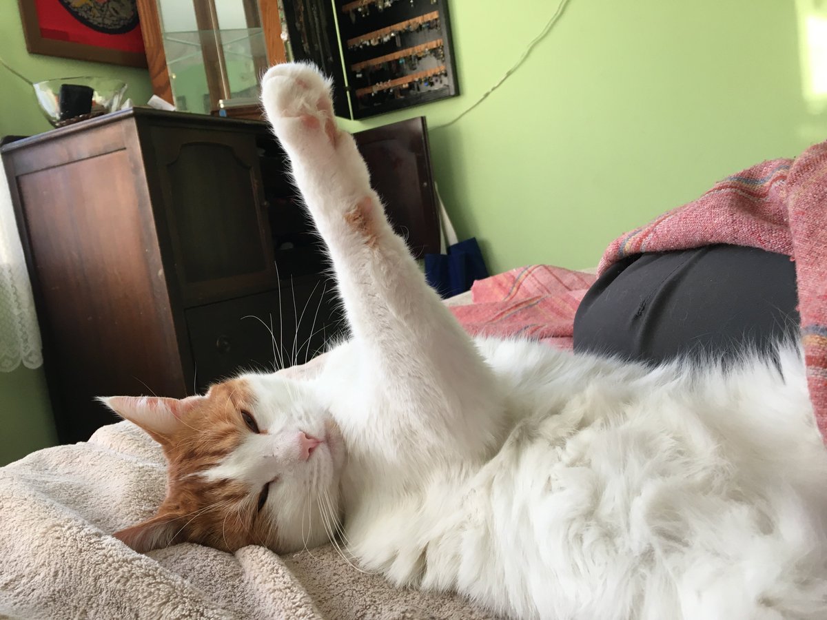Styx666Official's tweet photo. Meanwhile back in Rutland I hear that Quincy (Cornflake to some of you) is being radicalized by my videos. At least, the legacy media believes so. #Cute #Cat https://t.co/zTEVVxvE18