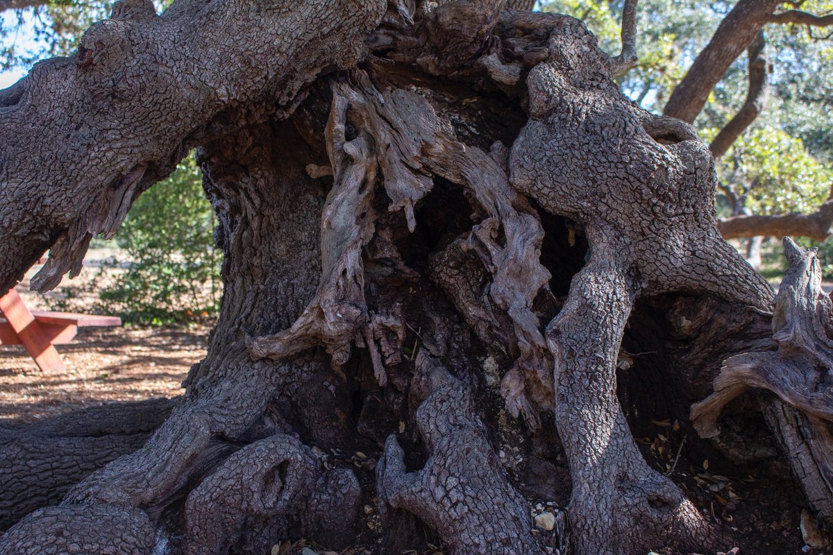 #Trees can hint at the history of a #landscape. This fallen #oak tells that a #tornado likely touched down here circa 1960. When the tree was  felled, some of its deep roots stayed intact, allowing it to successfully pivot from vertical to horizontal life. 📸: Brianna Casselman
