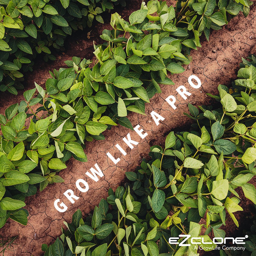 With cloning, you will know exactly what you get. Our EZ-Clone systems will get you cloning like a pro in no time. 

Shop - bit.ly/2oB8u7e

#ezclone #growlife