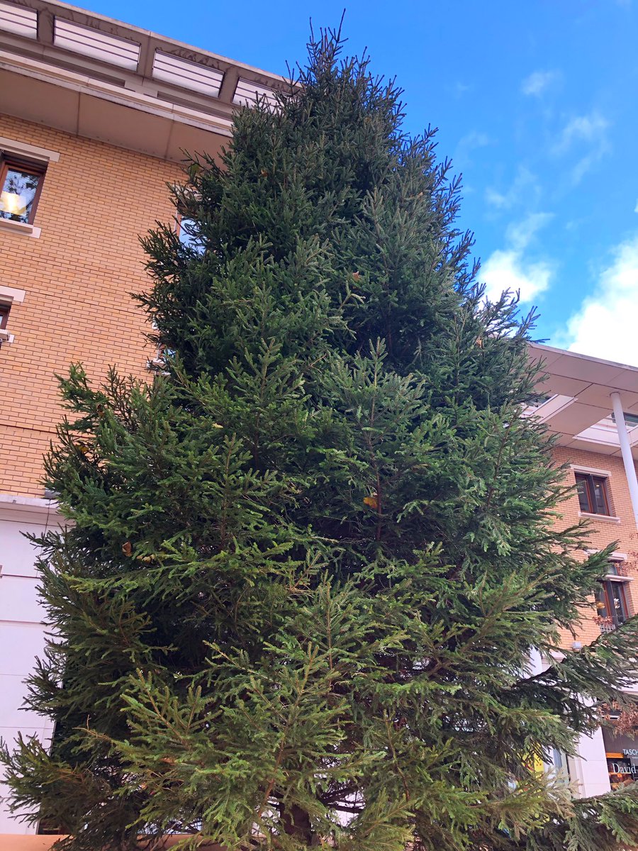 DOYSQ's tweet photo. We’re getting ready for Saturday’s Christmas Lights Switch-On. https://t.co/T5yIv3o1pP