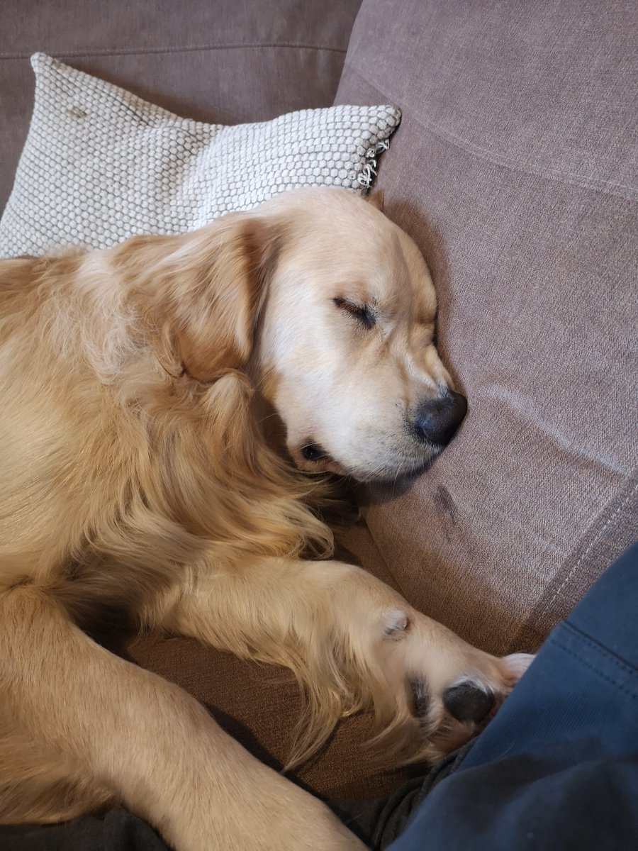 HardyTheGR's tweet photo. Very sleepy pup today #SquashedNose https://t.co/wyAbcvmpcN