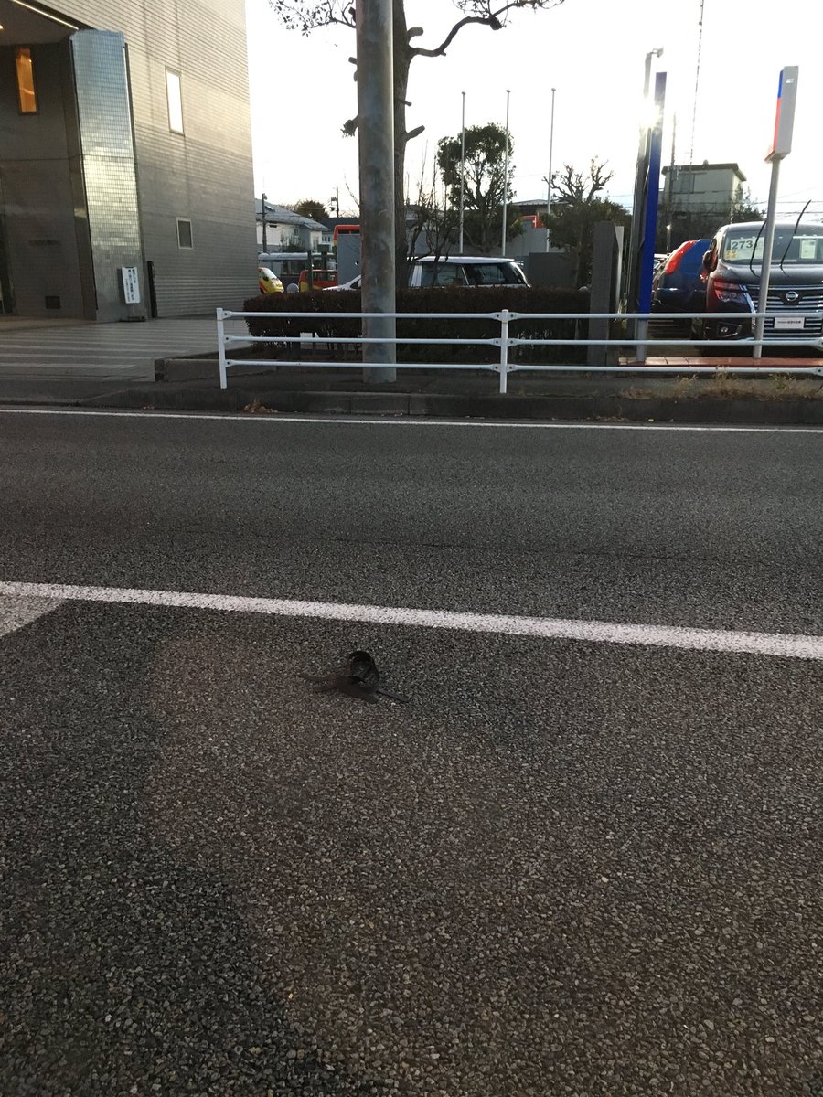 LaboTrendy's tweet image. 高速とかでも落ちてるけど
これはクルマのどの部分なの？