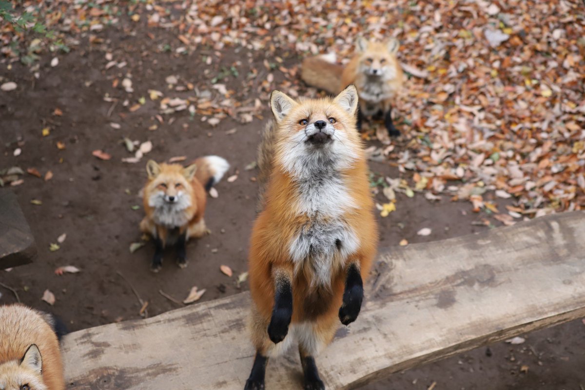 ふえぇぇ あぁぁぁぁぁ 人間みたいな困り顔をするキツネの写真がかわいそうかわいい Togetter ふえぇぇ あぁぁぁぁぁ 人間みたいな困り顔をするキツネの写真がかわいそうかわいい Togetter