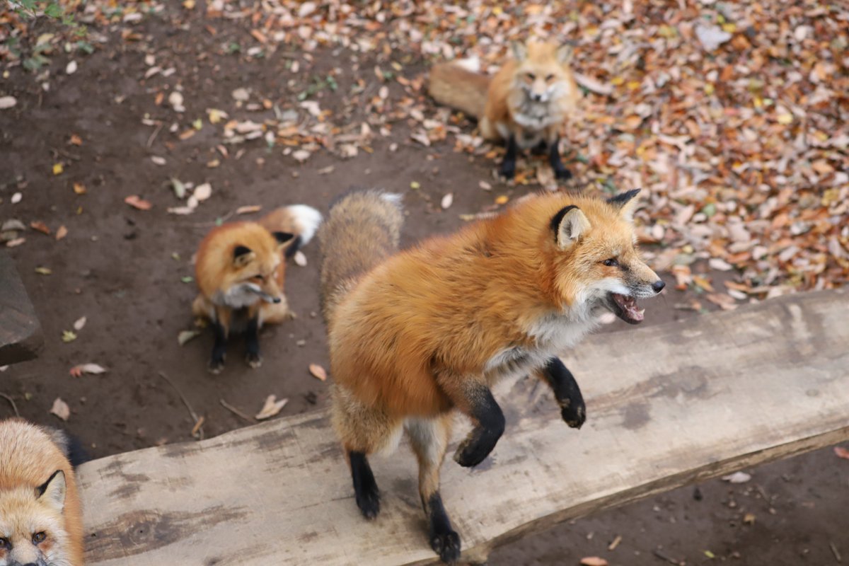 ふえぇぇ あぁぁぁぁぁ 人間みたいな困り顔をするキツネの写真がかわいそうかわいい Togetter ふえぇぇ あぁぁぁぁぁ 人間みたいな困り顔をするキツネの写真がかわいそうかわいい Togetter