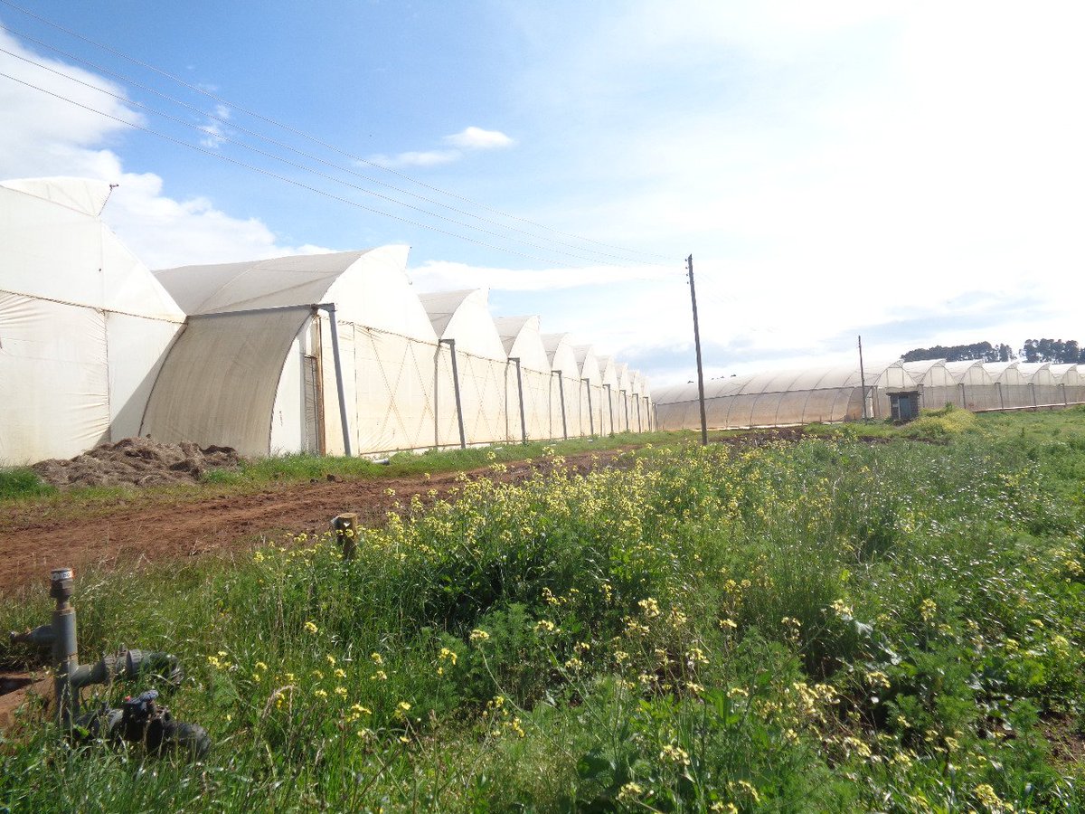 damwotech's tweet photo. Had the privilege to visit @greenbladeltd Tumaini farm
They grow herbs (Mint, chives, parsley, coriander, rosemary etc..for export. 
@mirangine https://t.co/VFMO3lQGoR