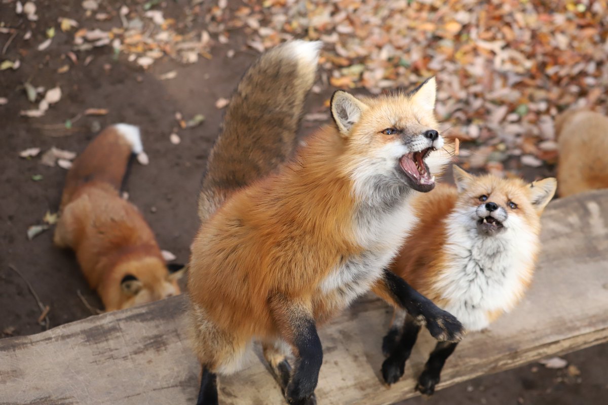 ふえぇぇ あぁぁぁぁぁ 人間みたいな困り顔をするキツネの写真がかわいそうかわいい Togetter