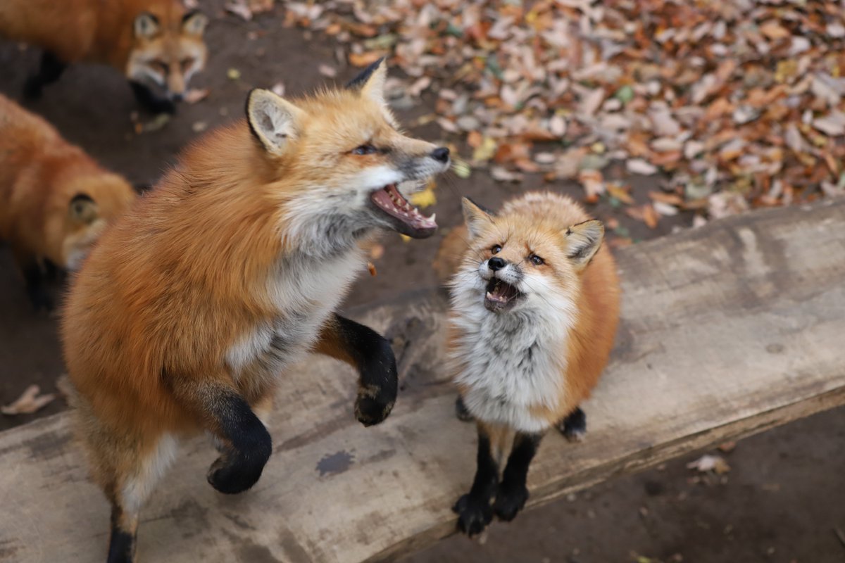 ふえぇぇ あぁぁぁぁぁ 人間みたいな困り顔をするキツネの写真がかわいそうかわいい Togetter