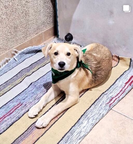 AnimalParaiso's tweet image. Esta hermosura de cachorrito busca hogar adoptivo con urgencia, fue rescatado siguiendo a la gente en una marcha de #Valpo a #Viña, es muy amoroso y juguetón.

Quien lo rescató es menor de edad y tiene poca tiempo para encontrarle un hogar.

Contacto📱+56975742611.

Favor RT.
