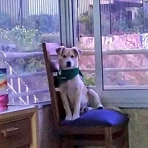 AnimalParaiso's tweet image. Esta hermosura de cachorrito busca hogar adoptivo con urgencia, fue rescatado siguiendo a la gente en una marcha de #Valpo a #Viña, es muy amoroso y juguetón.

Quien lo rescató es menor de edad y tiene poca tiempo para encontrarle un hogar.

Contacto📱+56975742611.

Favor RT.