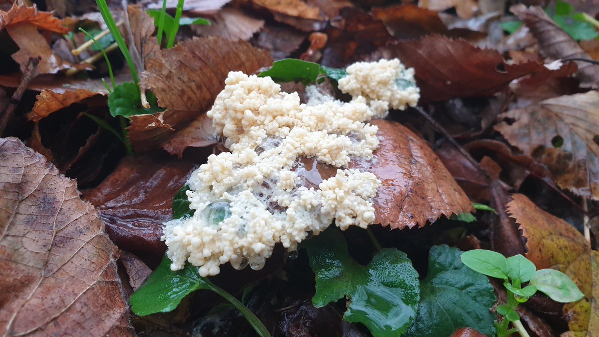 AgriSkippy's tweet image. Amis botanistes, help !

Avez-vous une idée de ce qu'est cette chose???