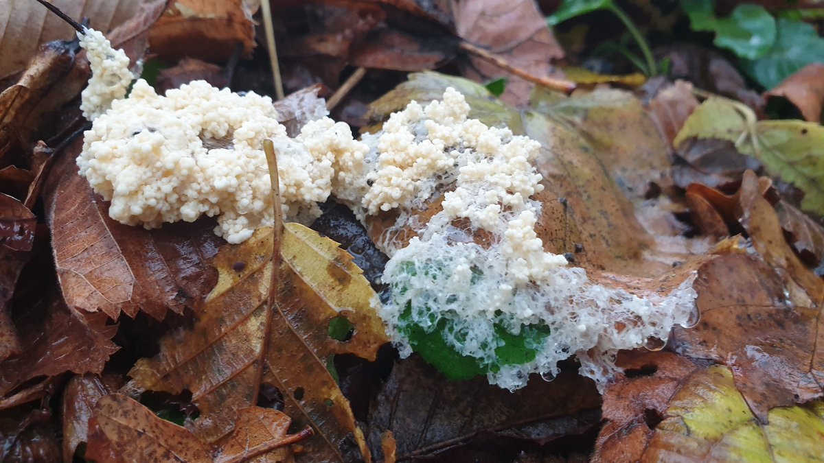 AgriSkippy's tweet image. Amis botanistes, help !

Avez-vous une idée de ce qu'est cette chose???