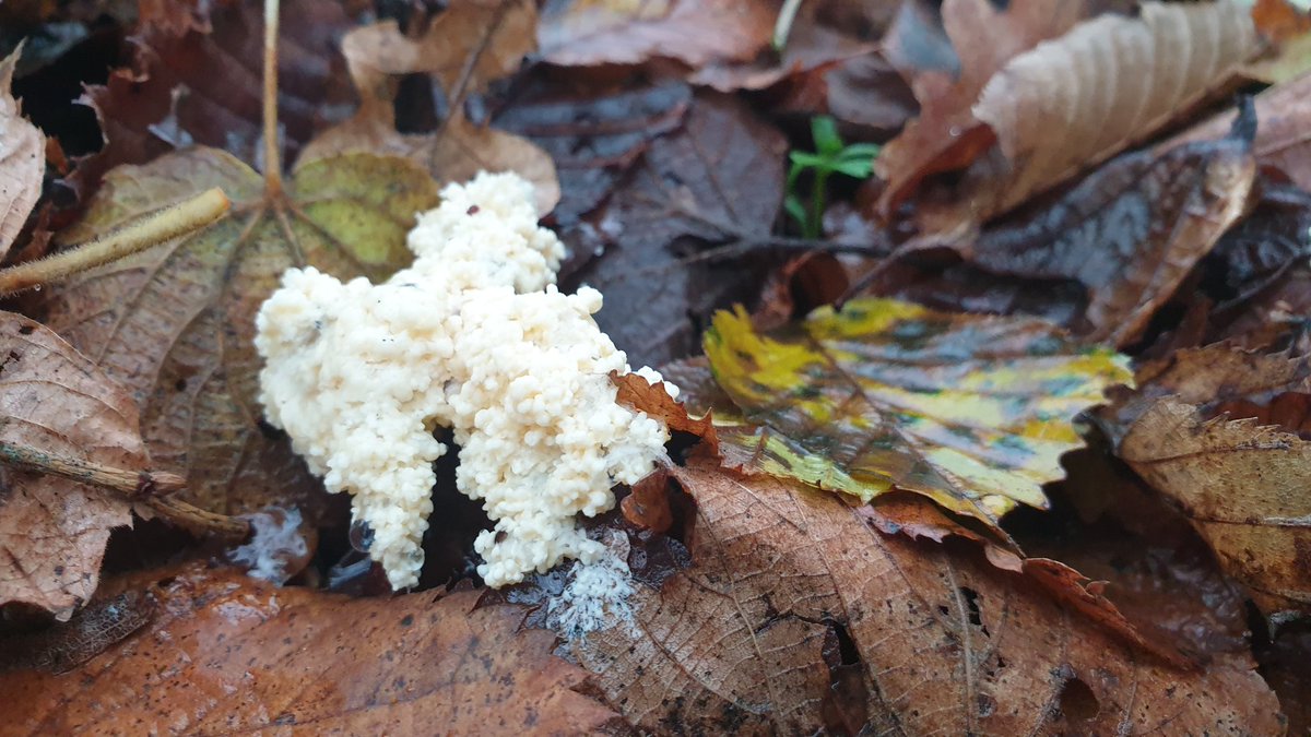 AgriSkippy's tweet image. Amis botanistes, help !

Avez-vous une idée de ce qu'est cette chose???