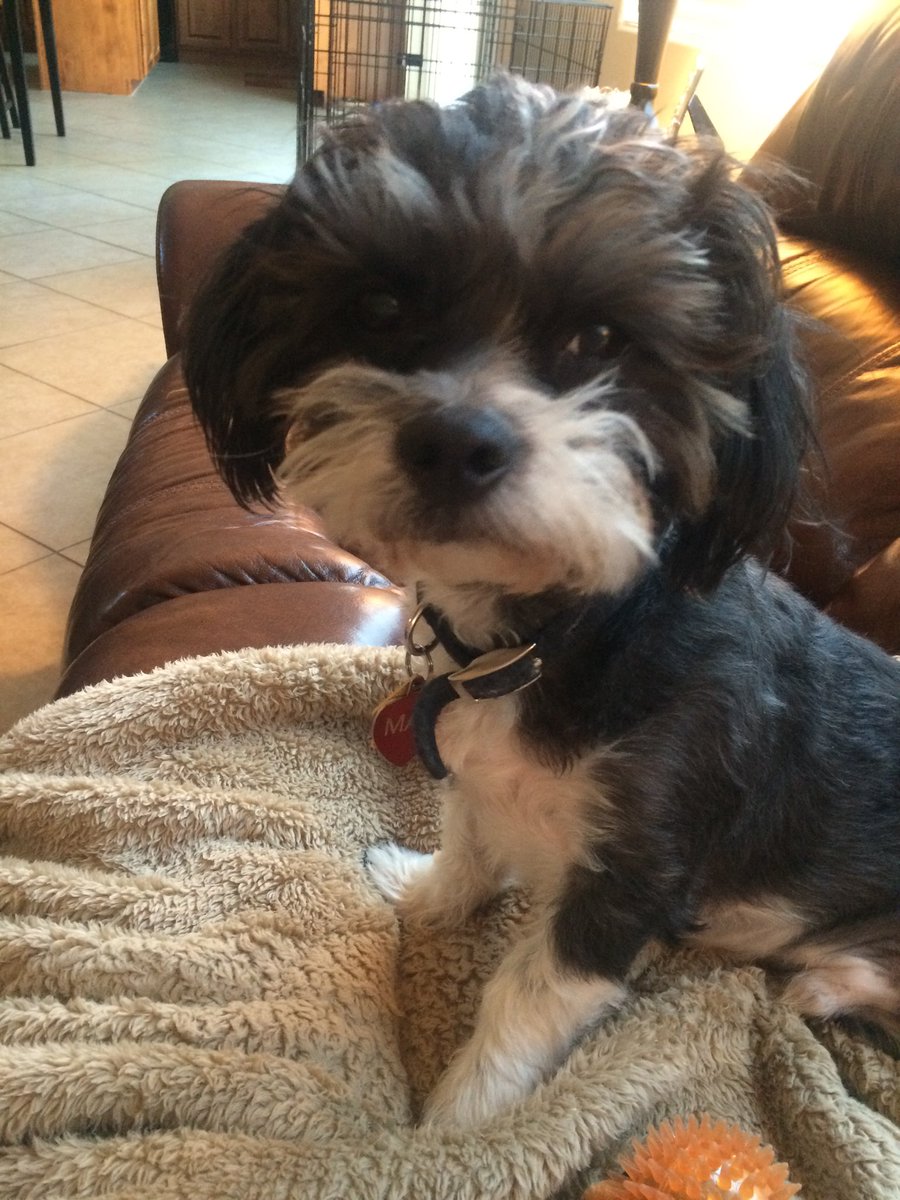daisycoltrane1's tweet photo. Missing this little sausage...#myboy #MaxBruno #myheart ❤️🌈 https://t.co/XamdBTzwhb