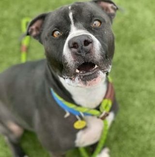 KarenSConniff's tweet image. #Armad #CLE #OH #ADOPT #FOSTER Armad isn't clingy, but enjoys attention with some pets and treats. He is a strong boy who walks nicely harnessed and with a loose leash at times. He's a leader who likes to survey and explore his surroundings. E-mail citydogs@city.cleveland.oh.us
