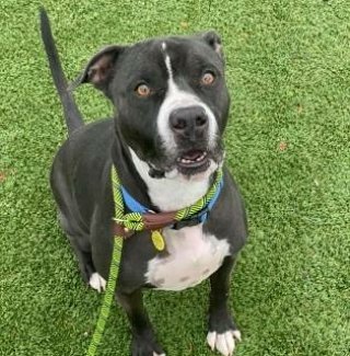 KarenSConniff's tweet image. #Armad #CLE #OH #ADOPT #FOSTER Armad isn't clingy, but enjoys attention with some pets and treats. He is a strong boy who walks nicely harnessed and with a loose leash at times. He's a leader who likes to survey and explore his surroundings. E-mail citydogs@city.cleveland.oh.us