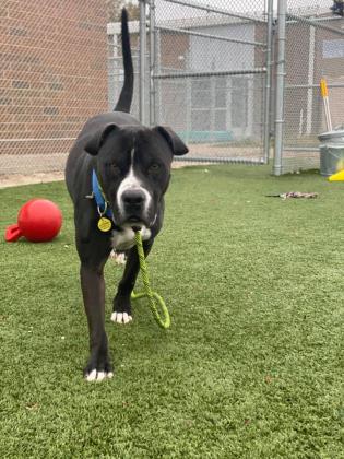 KarenSConniff's tweet image. #Armad #CLE #OH #ADOPT #FOSTER Armad isn't clingy, but enjoys attention with some pets and treats. He is a strong boy who walks nicely harnessed and with a loose leash at times. He's a leader who likes to survey and explore his surroundings. E-mail citydogs@city.cleveland.oh.us