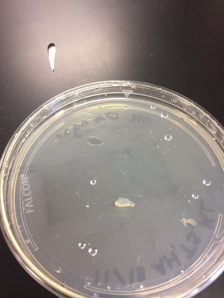 biotaysha's tweet photo. #rhsbms https://t.co/9G5hM3asu8