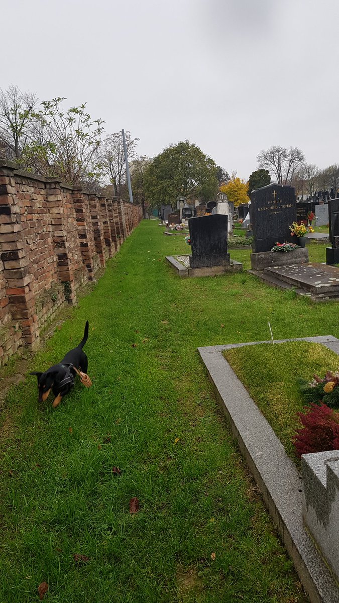 nice_centurion's tweet image. 🎃🇺🇸 🧟‍♂️🧟‍♀️🧟‍♂️🧟‍♀️🧟‍♂️🧟‍♀️🧟‍♂️🧟‍♀️🧟‍♂️🧟‍♀️🧟‍♂️🧟‍♂️🧟‍♀️
#doggie #Dog handles #grave
matters ❗
🧟‍♀️🧟‍♂️🧟‍♀️🧟‍♂️🧟‍♀️🧟‍♂️🧟‍♀️🧟‍♂️🧟‍♀️🧟‍♂️🧟‍♀️🧟‍♂️🧟‍♀️ 🇺🇸🎃