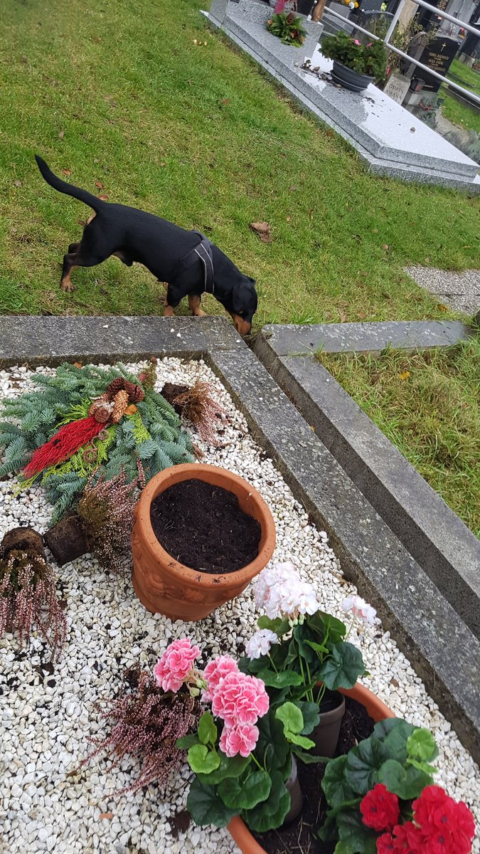 nice_centurion's tweet image. 🎃🇺🇸 🧟‍♂️🧟‍♀️🧟‍♂️🧟‍♀️🧟‍♂️🧟‍♀️🧟‍♂️🧟‍♀️🧟‍♂️🧟‍♀️🧟‍♂️🧟‍♂️🧟‍♀️
#doggie #Dog handles #grave
matters ❗
🧟‍♀️🧟‍♂️🧟‍♀️🧟‍♂️🧟‍♀️🧟‍♂️🧟‍♀️🧟‍♂️🧟‍♀️🧟‍♂️🧟‍♀️🧟‍♂️🧟‍♀️ 🇺🇸🎃