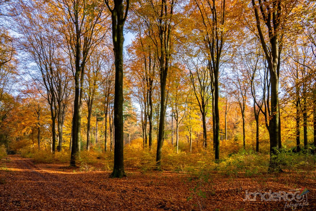 Mooie herfstdag gehad gisteren met de zon op de kleuren. #ermelo #nieuwgroevenbeek