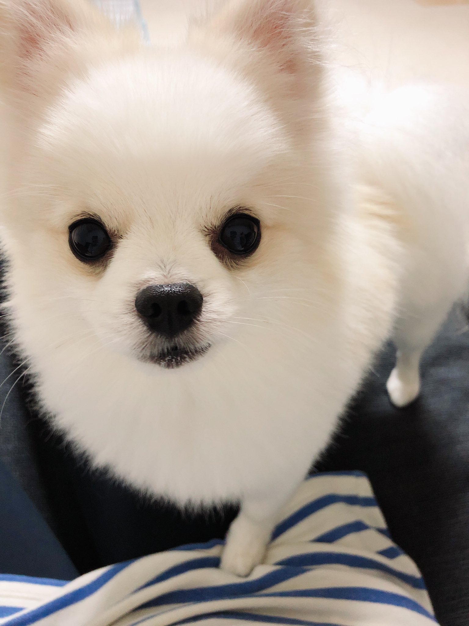 遊びたい犬 Twitter Search Twitter