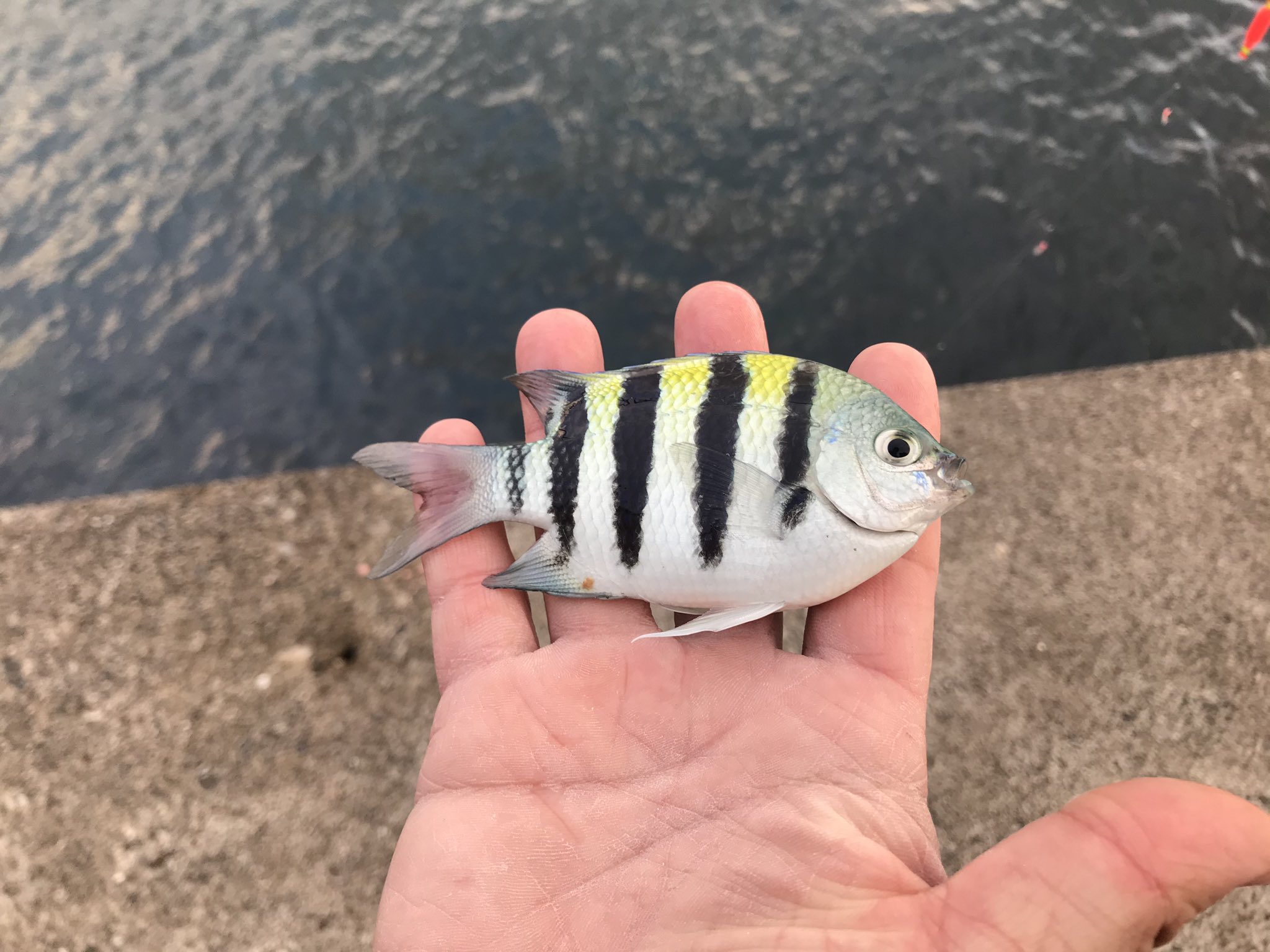 綺麗な魚 Twitter Search Twitter