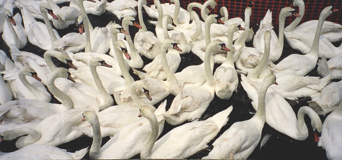 WestRoadCH's tweet image. New event: Sinfonia of Cambridge (@SinfCam) present Bird Songs, with soloist @EmmaJLisney. Sunday 26 January, 7.30pm 
westroad.org/event-info/sin…