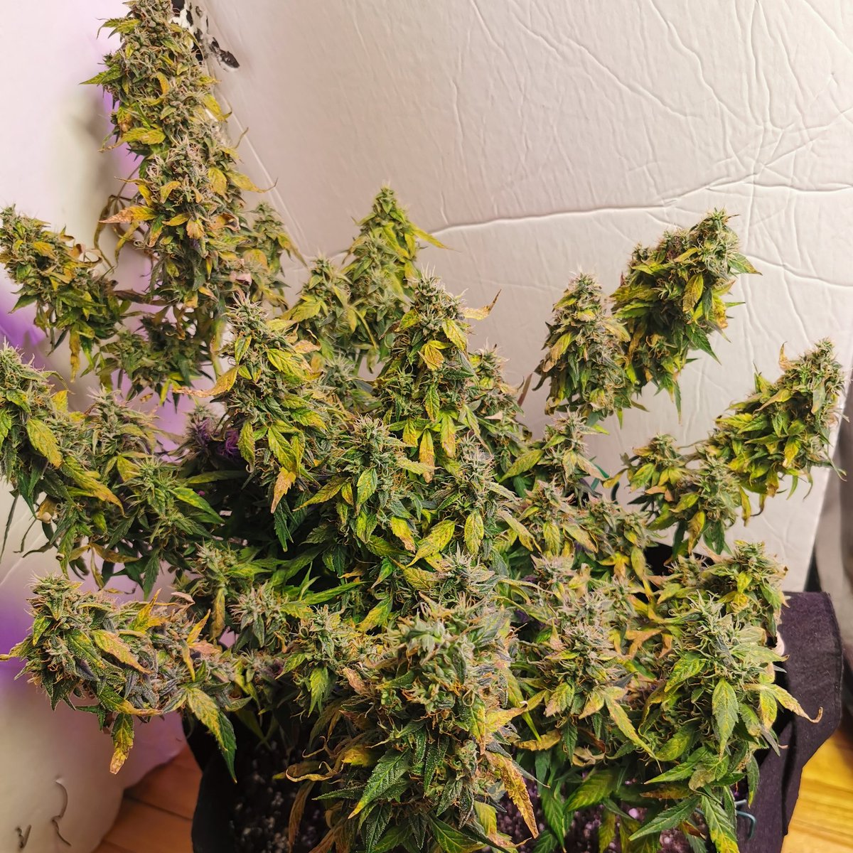 Northern lights