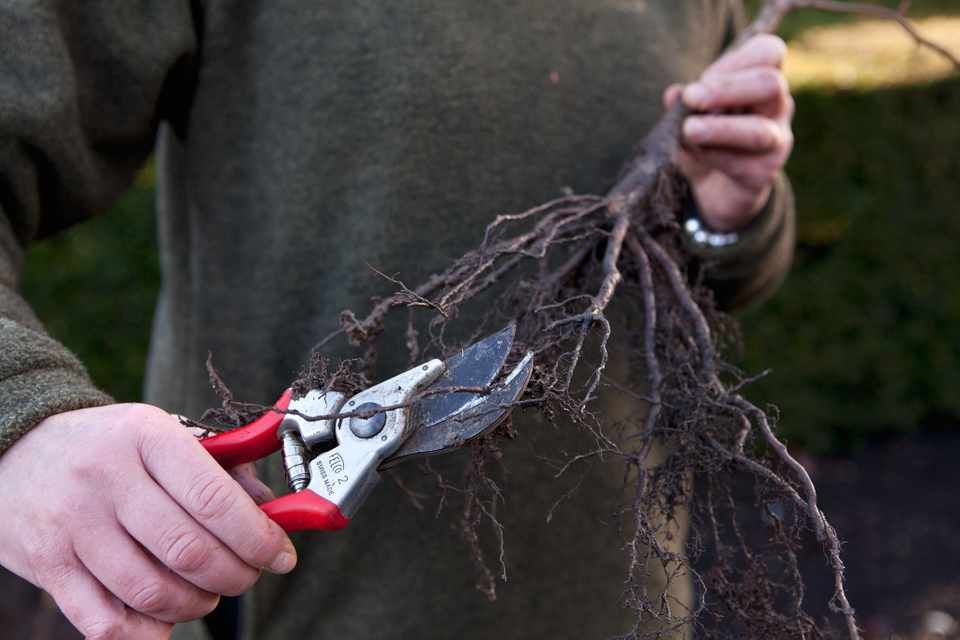 GWmag's tweet photo. Hedges improve air quality, reduce wind velocity, create wildlife habitats and can even reduce risk of flooding. Plus they're cheap and easy to grow. Here's how: https://t.co/1YnSbR8dES #ClimateChange #pollution https://t.co/abO5nS7lNm