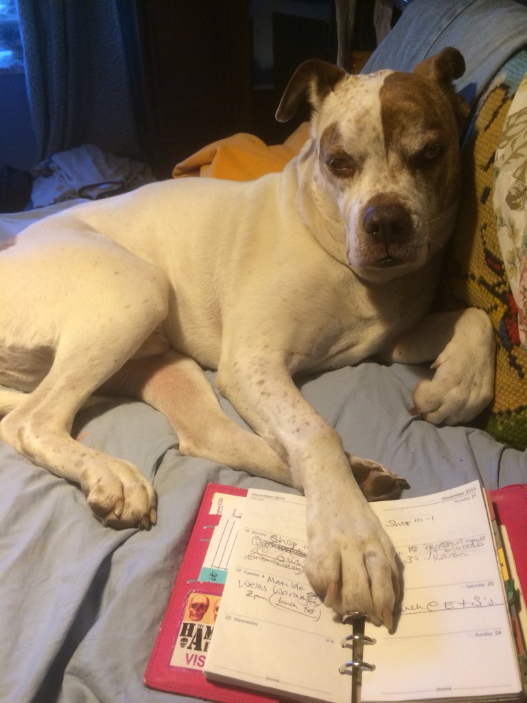 notsadlerswells's tweet image. He’s been asleep with his head on my diary. Just woke up when I said “Al’s talking about you Smuggler!” #modpolive