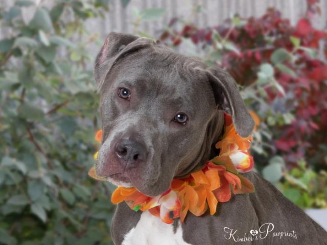 NEHumaneSociety's tweet photo. Strawberry knows that Mondays can be rough, but she wants you to know that she's here for you.🍓 https://t.co/L7EYDCqiOd