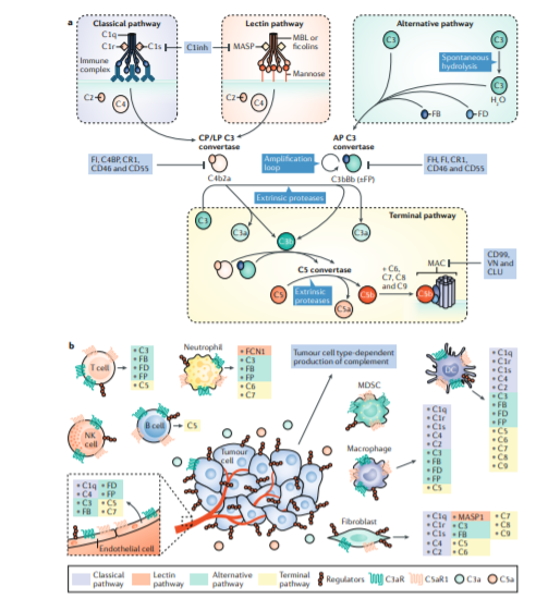 The tumour microenvironment (TME) highly influences the growth and spread of tumours. The complement system plays a major &amp; complex role. Check out this review <a href="/NatureRevCancer/">Nature Reviews Cancer</a> 
nature.com/articles/s4156…