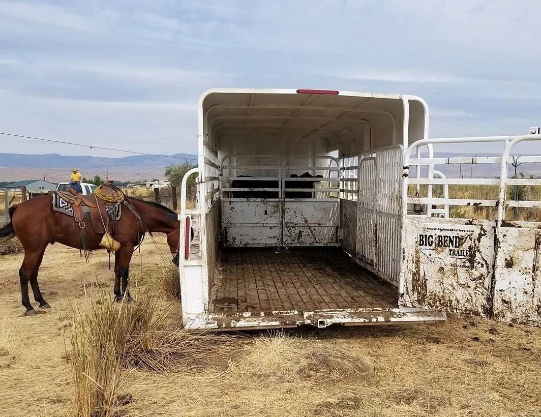 ShelbyFlooring's tweet photo. When you want flooring you can depend on, request the Shelby composite trailer flooring.. #cattle #trailer #horses #rodeo #ranch #livestock #recycling #Rubberboards #Livestocktrailer #Shelbytrailerflooring #Rubberflooring #Cleatboard #Lugboard #Ranchlife #bigbendtrailers https://t.co/Yd5SlYWNim