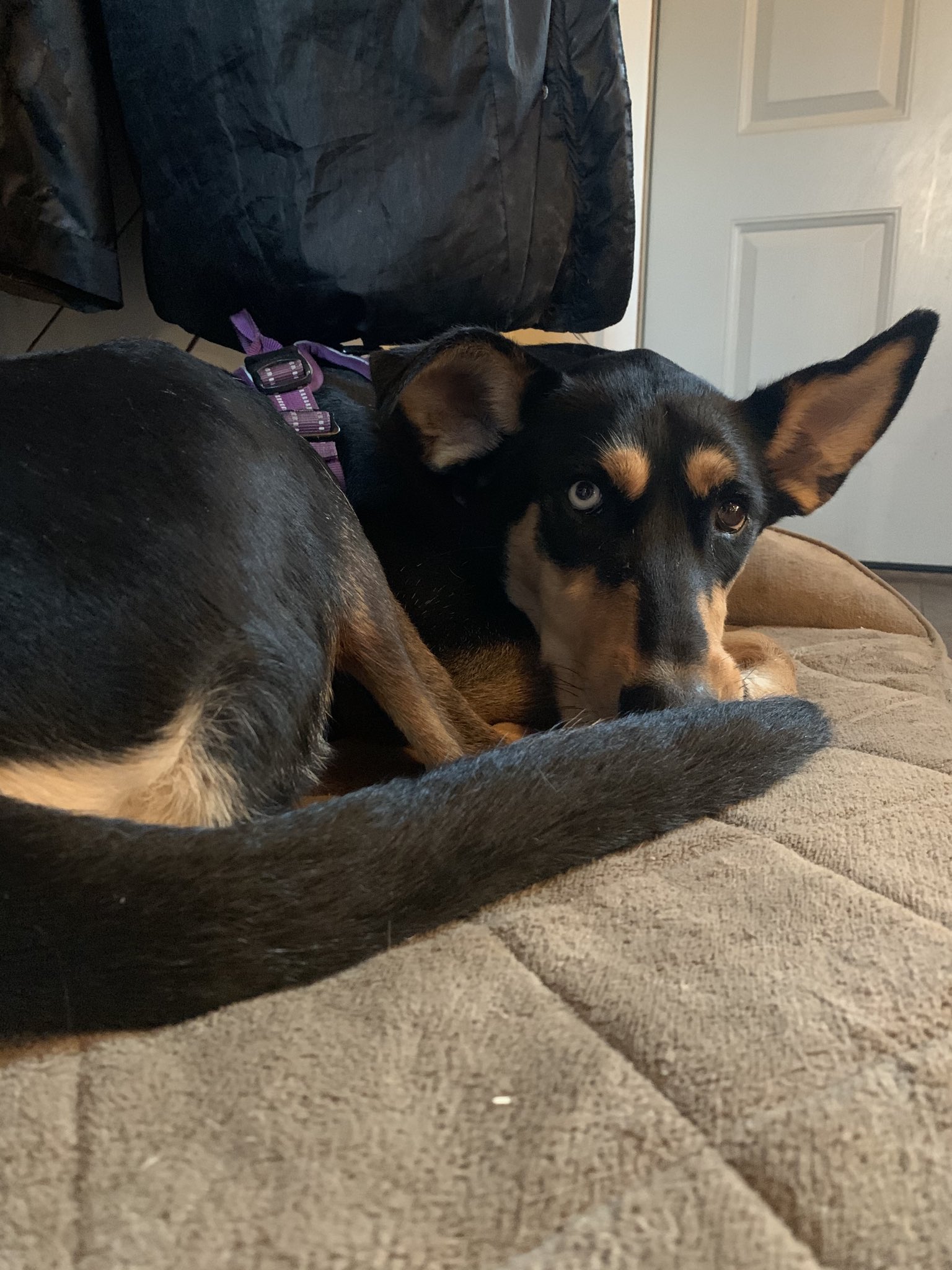 rorothepup1 rorothepup1 X