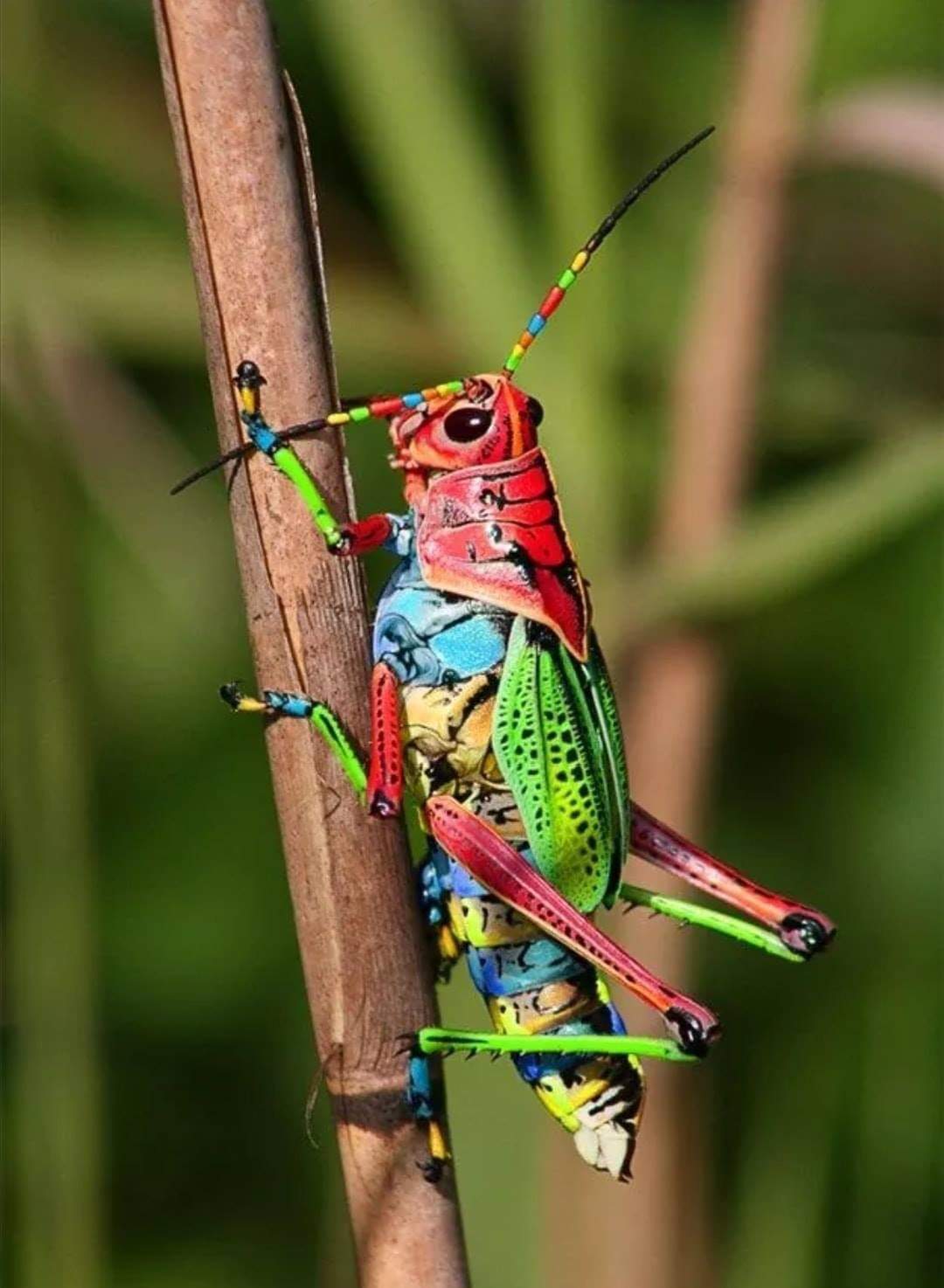 Радужный кузнечик Dactylotum bicolor