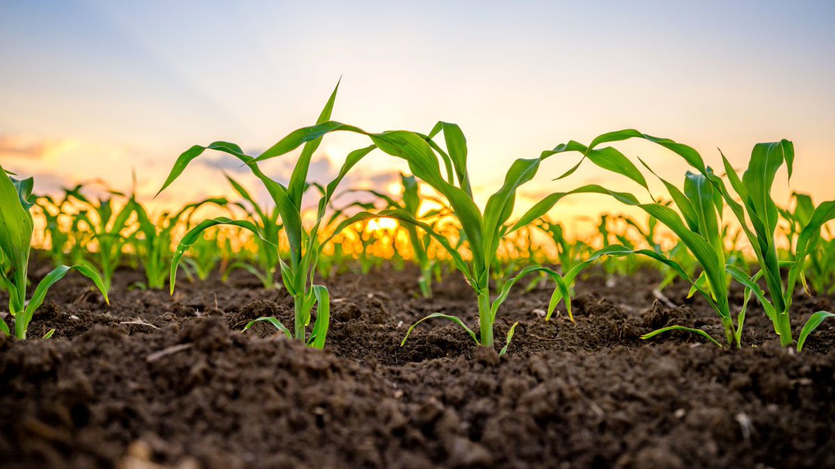 PNASNews's tweet photo. Genetically modified corn could improve grain yield by up to 10 percent: https://t.co/1gpJ1riEVj by @erikstokstad for @sciencemagazine PNAS article: https://t.co/NKyaLbjSsk https://t.co/3G1JmSUZIU