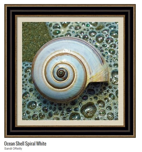 SandiOPhoto's tweet photo. A Sale!! "Ocean Shell Spiral White" Thank you to the buyer from Roseville, CA! May you enjoy your purchase!! https://t.co/lJyYNdxjVv #oceanshell #shell #spiralshell #mullusckshell #whiteshell @FineArtAmerica
@shoppixels https://t.co/BX1Eb41Dkp