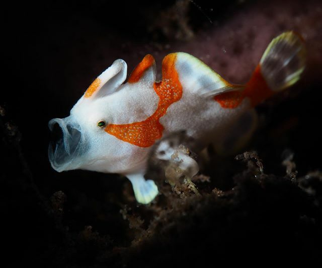RaymondWennekes's tweet photo. As a child so happy I was when I took this shot...Finally a yawning frogfish!
This juvenile clown frogfish is only 1cm big.
.
Shot at the black sandy shores of @azuredive resort.
.
Follow me for more beautiful nature photos!!
.
#seaandsea #seaandseaimagi… https://t.co/Rco5LCnevN https://t.co/mQJysTJMYy