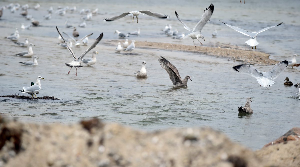 rschloerbCCT's tweet photo. #Falmouth #capecod gulls and ducks wait for dinner at high tide at the entrance to Salt pond Monday afternoon. @capecodtimes https://t.co/jmWmpTd03i