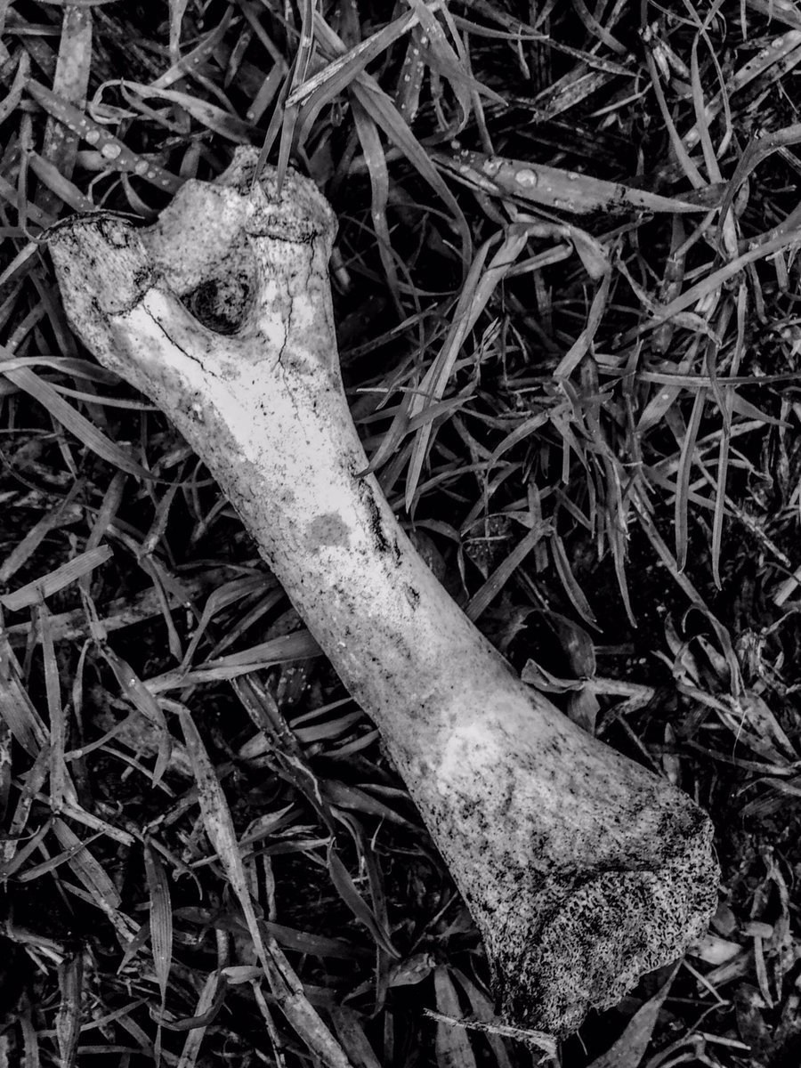 4life2b's tweet photo. @NPhotomag #4life2b - Giving a dog a bone 🦴! https://t.co/Jh3yp1ChGY