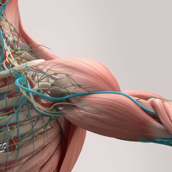 CyprusSusan's tweet image. وظيفة #الهيكل_العظمي ←  
يعطي قوام الجسم
يحمي الأعظاء الحيوية گ مخ رئة أوعية دموية حبل الشوكي

، يتكون الهيكل العظمي #MusculoSkeletalSystem من 4 أشياء ← 
عظم Bones
مفاصل Joints
أربطة Ligaments
عضلات Muscles.