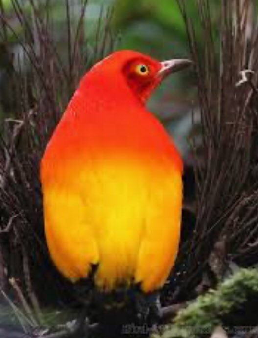 san10mari's tweet photo. my individual bird look for @collabsAD #beautifulbirds
my inspiration comes from the Flame bowerbird 

#makeupobsession #birdinspiredmakeup
#collabsafterdark #makeupjunkies
#makeupjunkiesfeaturing #makeupaddicts #undiscoveredmuas #makeupoftheday #makeupforever #beautifulmakeup https://t.co/kKSqBGdBmb