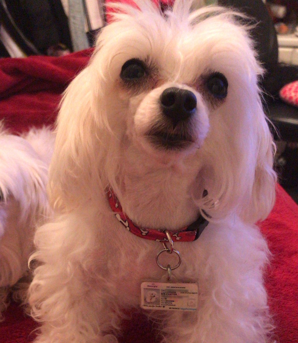 TagsforHope's tweet image. Mr. Carter is the prince of his household and he's got his ID to prove it 👑🐶 Keeping it classy Mr. Carter.

#classydogs #dogstagram #tagsforhopedogs