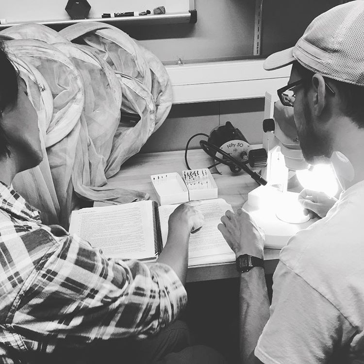 ARCSFoundation's tweet photo. A big part of my lab work right now is identifying bees and other pollinators. We look at specimens under microscopes to figure out what species they are 🔬🐝 #ARCSScholar #ScholarTakeover #ARCSMatters https://t.co/vAdvZD9wQu