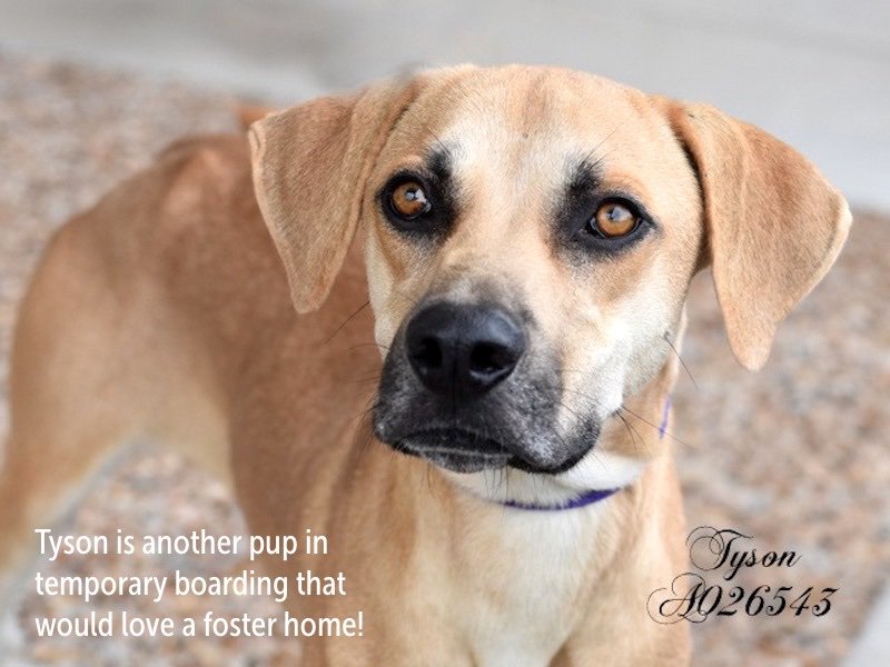 OPAtweeters's tweet photo. 🆘 Help us save lives ~ #BeAFoster! 🆘
We’re currently seeing foster families for puppies, kittens, dogs and cats!
If you can help, or want to learn more about fostering, please drop us an email at:
foster@operationpetsalive.org
We’d love to have you join our Team! https://t.co/5iLnbjdLb6