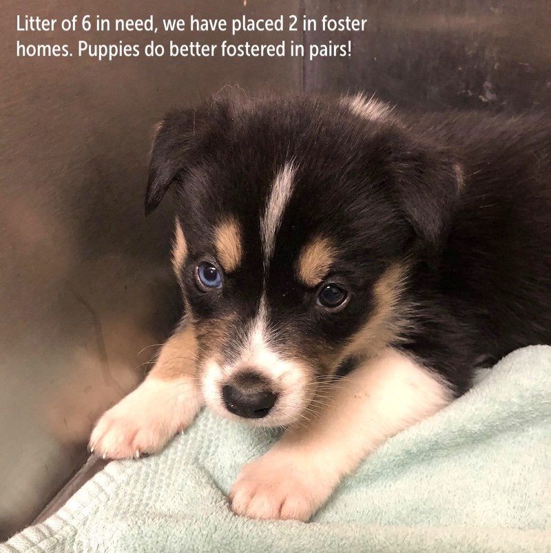 OPAtweeters's tweet photo. 🆘 Help us save lives ~ #BeAFoster! 🆘
We’re currently seeing foster families for puppies, kittens, dogs and cats!
If you can help, or want to learn more about fostering, please drop us an email at:
foster@operationpetsalive.org
We’d love to have you join our Team! https://t.co/5iLnbjdLb6