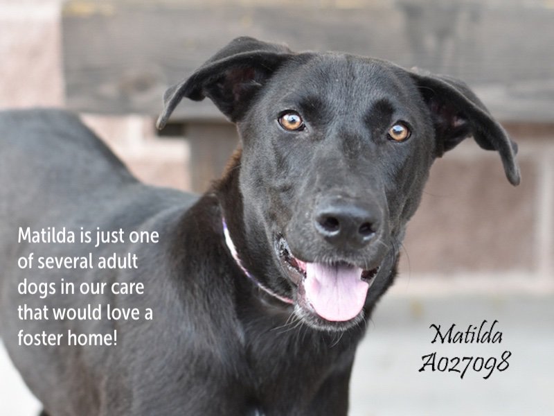 OPAtweeters's tweet photo. 🆘 Help us save lives ~ #BeAFoster! 🆘
We’re currently seeing foster families for puppies, kittens, dogs and cats!
If you can help, or want to learn more about fostering, please drop us an email at:
foster@operationpetsalive.org
We’d love to have you join our Team! https://t.co/5iLnbjdLb6