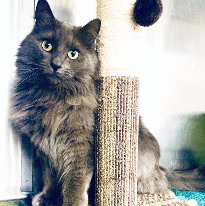 FMSPCA's tweet photo. Ryder is a chatty guy that loves to have a good back scratch! This handsome fluff loves to have attention and would do well in a home with children and calm tempered pets. Come meet him or read more: https://t.co/luQ0v50vAG #ymm #adoptme #opt2adopt #foreverhome #adoptmeow #purr https://t.co/sZugLV19w2