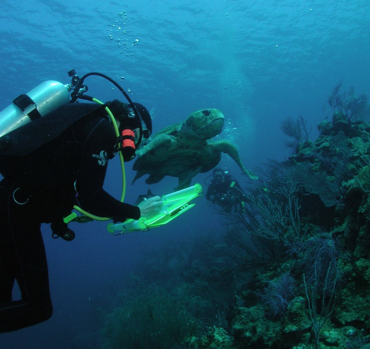 Want to draw under water? Join our Dive&amp;Draw workshop this March in Cozumel, MX as a Zoe - A Living Sea Sculpture
experience w renowned artists. Turn your sketches into paintings + discover about coral restoration projects. artwork shown by Mark Hagan. bit.ly/2CRis81