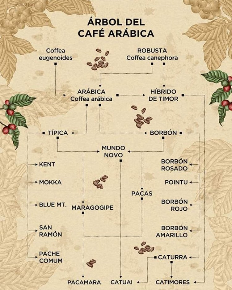 CafeSnack's tweet photo. El café no es un mundo, es un auténtico universo! Los tipos de grano que se conocen hasta hoy día, se agrupan en tan solo 4 categorías! Los granos del cafeto, conforman la materia prima de esta bebida, culto de nuestra sociedad! https://t.co/df0BHWLuCb / cafesnack.expo@gmail.com https://t.co/b7Vim1Mtur
